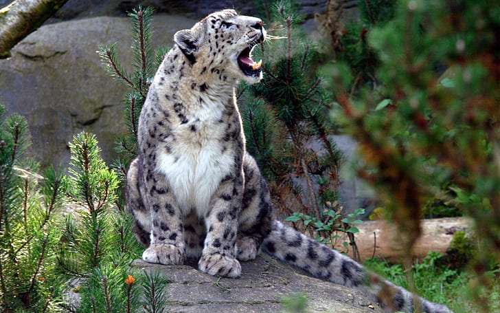 snow leopard, screaming, aggression, predator, HD wallpaper