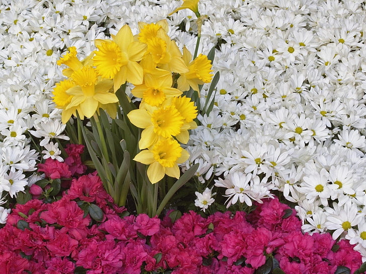 fiori gialli di Narcissus pseudonarcissus, narcisi, margherite, fiore, aiuola, tappeto, Sfondo HD
