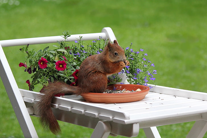 brown racoon, squirrel, flowers, food, HD wallpaper