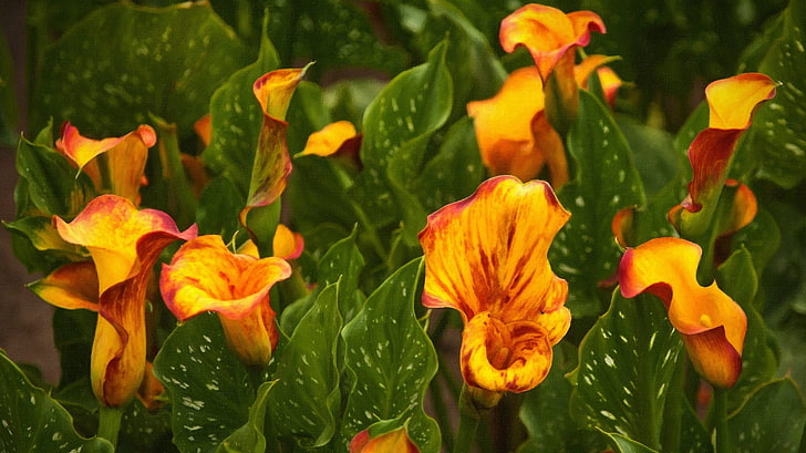 Calla Lily flores de color amarillo anaranjado, flores, Fondo de pantalla HD