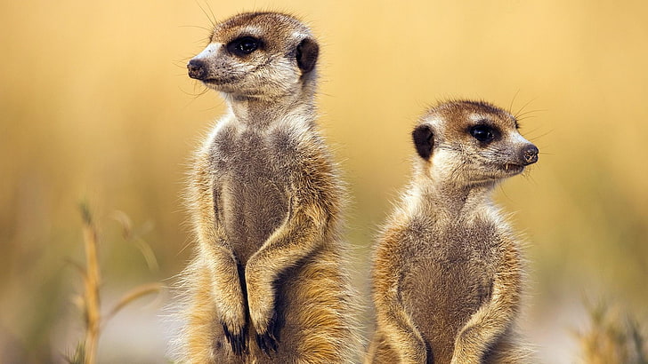 meerkat, wild animals, fauna, africa, wildlife, whiskers, cute, HD wallpaper