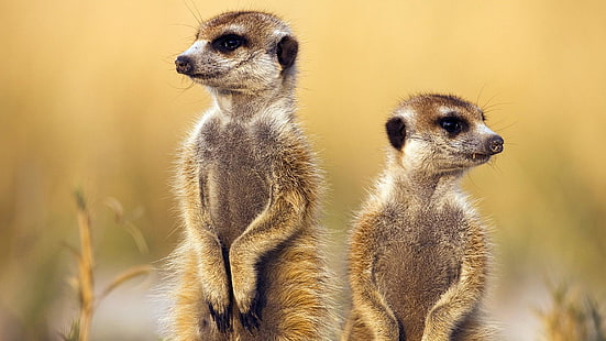 meerkat, binatang liar, fauna, afrika, margasatwa, kumis, imut, Wallpaper HD HD wallpaper