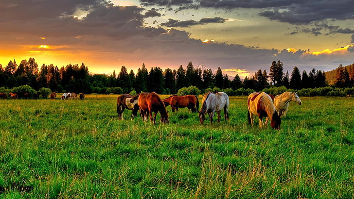 horses, grassland, pasture, grazing, sky, field, dawn, herd, meadow, morning, grass, farm, rural area, countryside, horse, HD wallpaper
