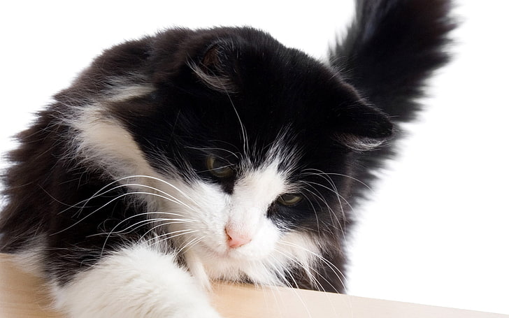 tuxedo cat, cat, mustache, paws, Tomcat, tail., HD wallpaper