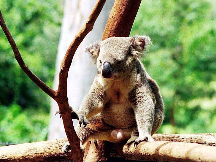 австралия коала мечка Cuddly Koala Animals Bears HD Art, дървета, Австралия, мечка коала, клони на дървета, HD тапет