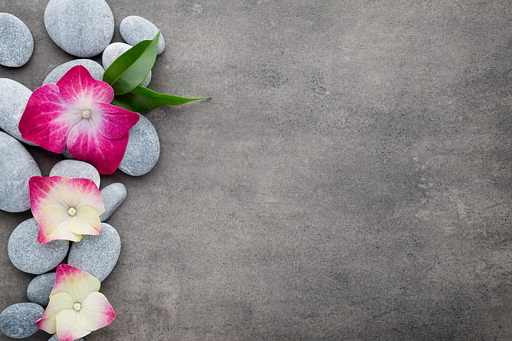 fiori di ortensia rosa e ciottoli grigi, fiori, pietre, fiori, orchidee, spa, zen, Sfondo HD