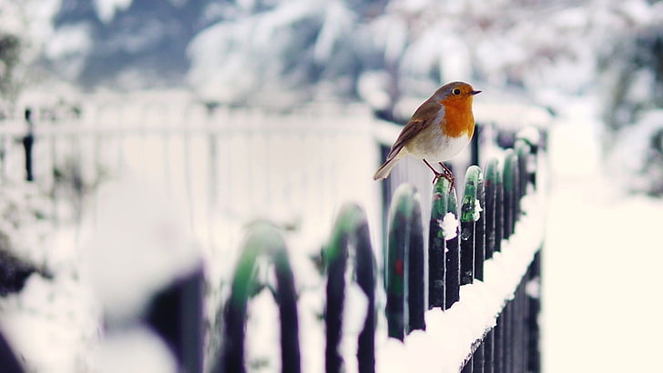птицы, снег, зима, холод, глубина резкости, малиновки, животные, забор, HD обои