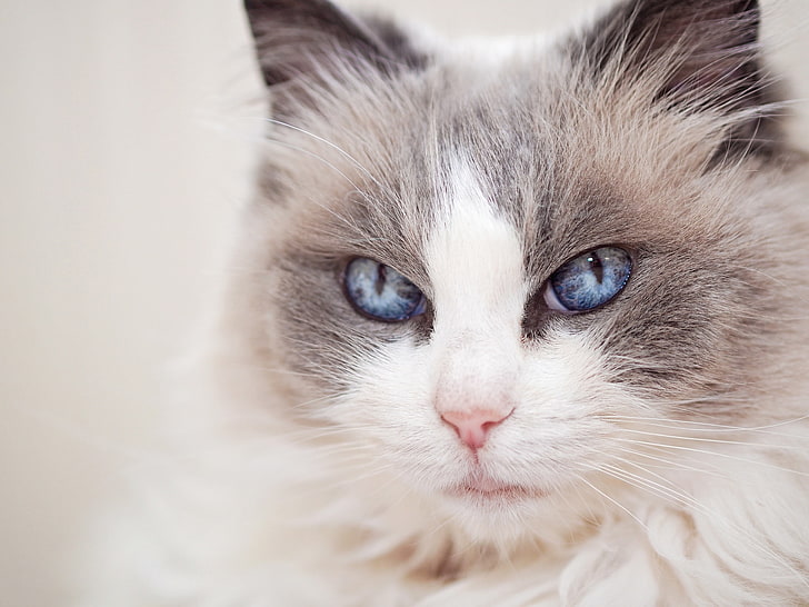 cat, look, portrait, muzzle, blue eyes, Ragdoll, HD wallpaper