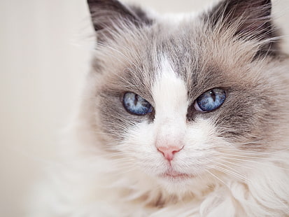 кот, взгляд, портрет, морда, голубые глаза, Ragdoll, HD обои HD wallpaper
