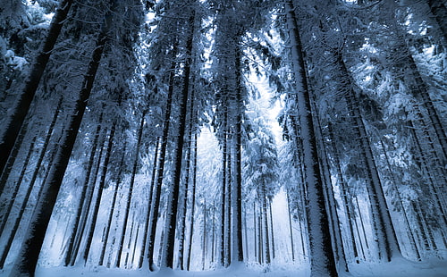 Floresta profunda do inverno, floresta revestida de neve, Estações, Inverno, floresta, paisagem, natureza, árvores, assustador, bosques, neve, profundo, escuro, schwarzwald, floresta negra, bayern, alemanha, místico, congelado, HD papel de parede HD wallpaper
