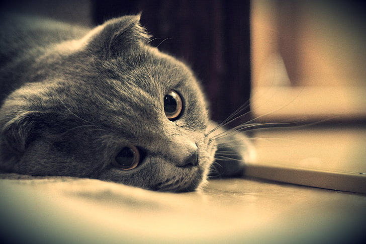 회색 머리 고양이, 고양이, 브리튼, 회색 눈, 영국, 봐, HD 배경 화면