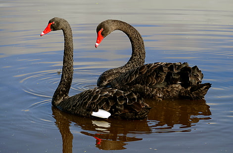 two black swans on river during day time, black swan, black swan, Cygnus atratus, river, day, time, nature, wildlife, Black swans, water birds, Lumix Fz1000, Red and black, photos, swan, bird, animal, lake, HD wallpaper HD wallpaper