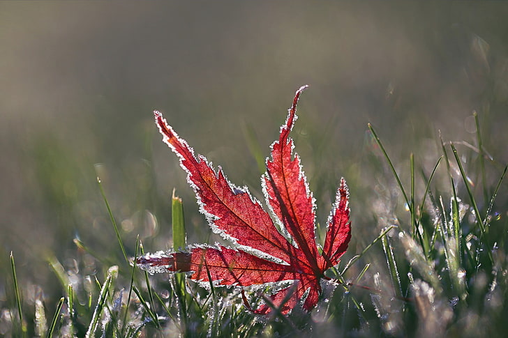 Blätter, Gras, HD-Hintergrundbild