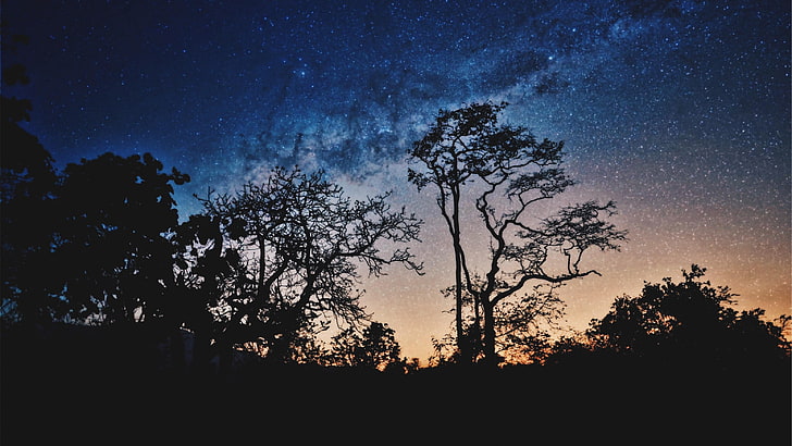 дървета, нощ, звезди, небе, млечен път, звездна, звездна нощ, HD тапет