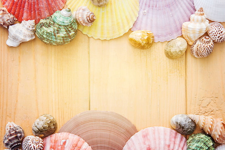 art, background, board, clam, clean, cockle, cockleshell, collection, colorful, concept, conch, cover, creative, decoration, design, light, ornament, seashells, shellfish, shells, souvenir, summer, texture, vacation, wa, HD wallpaper