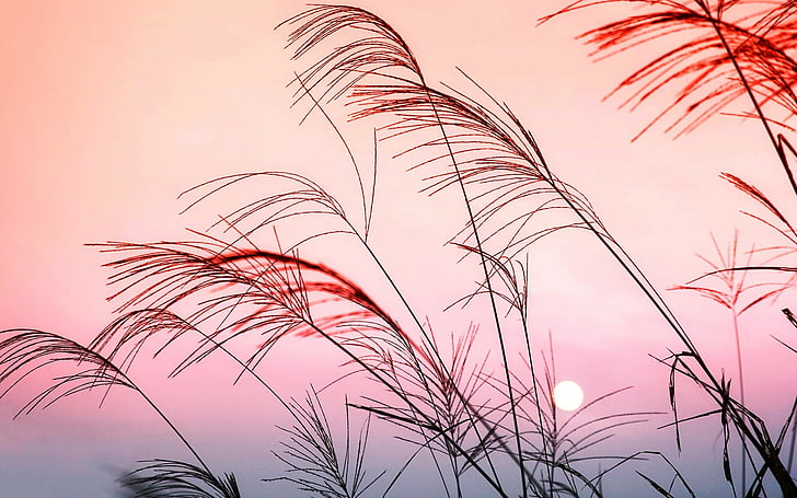 color, grass, landscape, nature, sunset, ultrahd, wallpaper, HD wallpaper