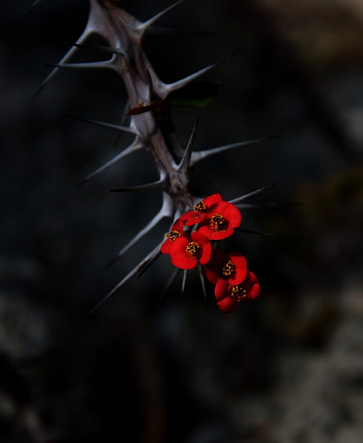 flowers, thorns, needles, red, blur, HD wallpaper