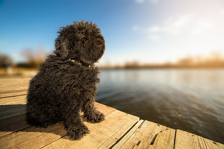 dog, Bullets, bokeh, sunlight, wallpaper., beautiful background, Puli, happy friendly purebred, herding Hungarian, black color, lake pier, there are 6000 years, active agile alert, HD wallpaper