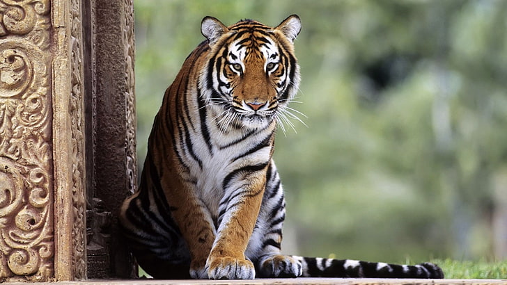alam, hewan, harimau, kucing besar, Wallpaper HD