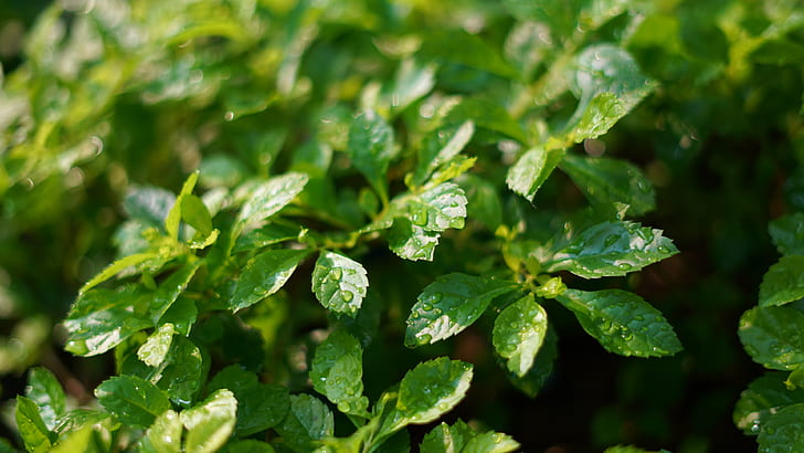 Plants green leaves after rain, water drops, Plants, Green, Leaves, After, Rain, Water, Drops, HD wallpaper