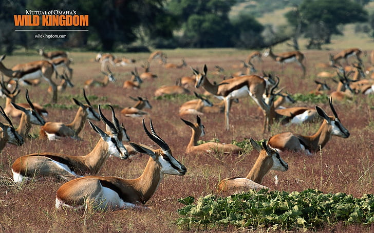 Springboks, herd of deer, antelope, gazelle, HD wallpaper