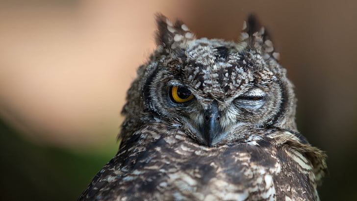 owl, bird, eyes, predator, wild, HD wallpaper