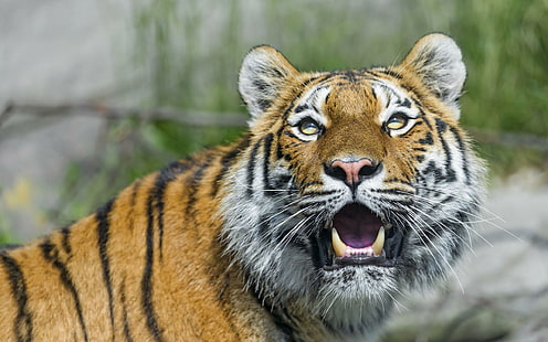 Tiger Wild Cat Predator Face Colmillos, gatos, cara, colmillos, depredador, tigre, salvaje, Fondo de pantalla HD HD wallpaper