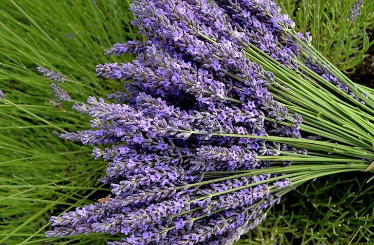 lila Lavendelblüten, Lavendel, Blumen, Sträuße, Grüns, Nahaufnahme, HD-Hintergrundbild