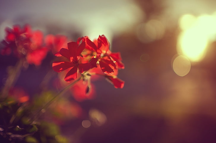 czerwony bluszcz geranium, makro, kwiaty, czerwone kwiaty, światło słoneczne, bokeh, Tapety HD