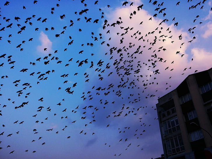 Migration, Swallow (bird), HD wallpaper