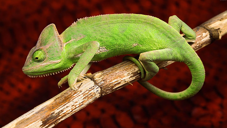 reptile, chameleon, lizard, HD wallpaper