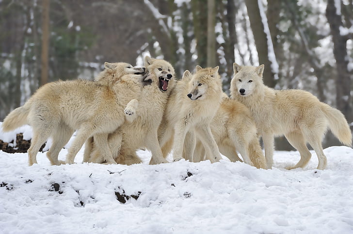 pack, snow, winter, wolf, wolves, HD wallpaper