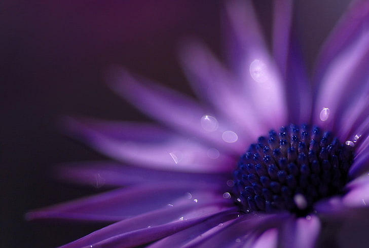 fotografía de enfoque superficial de flor púrpura, flores, flores de color púrpura, macro, margaritas, Fondo de pantalla HD