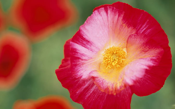 Poppy Flowers Desktop Background .jpg, fiore rosso-e-rosa del petalo, natura, fiore, papavero, 3d ed estratto, Sfondo HD