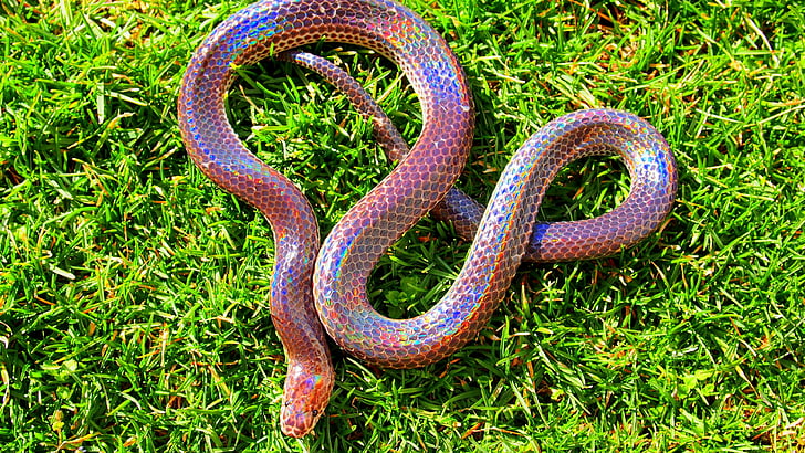 розова и лилава змия върху зелена трева през деня, змия на слънчевия лъч, Мианмар, южен Китай, Филипини, зелена трева, холографска, невероятна, кожа, туризъм, HD тапет