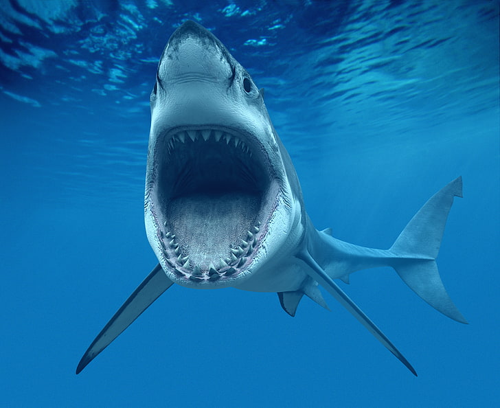 сива акула, челюст, зъби, уста, бяла акула, голяма бяла акула) или карчародон (Carcharodon carcharias, HD тапет