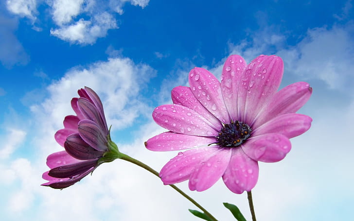 การถ่ายภาพมาโครดอกไม้สีม่วงสีม่วงดอกไม้มาโครการถ่ายภาพ, วอลล์เปเปอร์ HD
