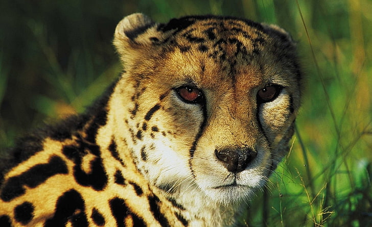 Leopardo, guepardo adulto, animales, salvaje, leopardo, animal, Fondo de pantalla HD