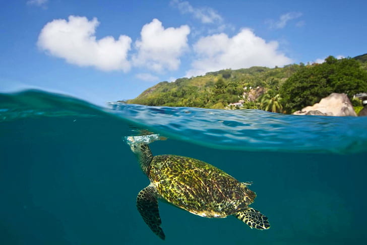 Turtle in Blue Island Lagoon, brown sea turtle, island, exotic, marine, tropical, snorkel, islands, lagoon, turtle, underwater, south-pacific, beach, polynesia, HD wallpaper