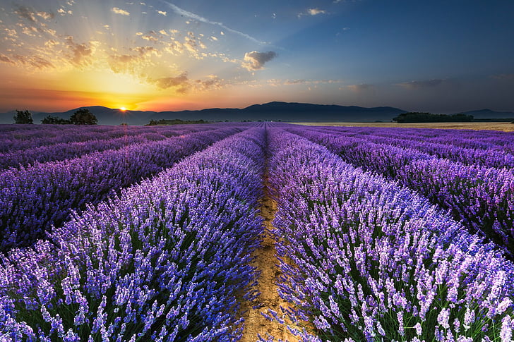 Flowers, Lavender, Field, Flower, Landscape, Nature, Purple Flower, Sunrise, HD wallpaper