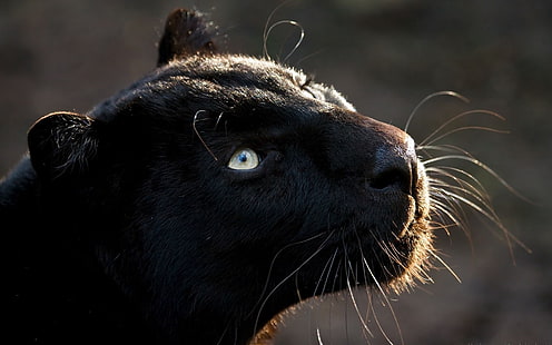 pantera negra, pantera, grande gato, focinho, predador, escuro, HD papel de parede HD wallpaper