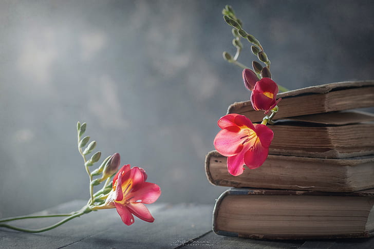 flowers, style, background, books, sia, HD wallpaper