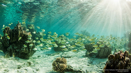 Vida marina, cerca de Teahupoo, Tahití, Polinesia francesa, vida marina, Fondo de pantalla HD HD wallpaper