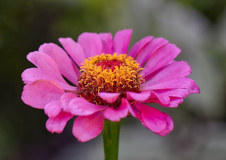 macro shot of pink flower, zinnia, zinnia, Zinnia, macro shot, pink, flower  flower, shadow, nature, petal, plant, flower, summer, close-up, flower Head, HD wallpaper