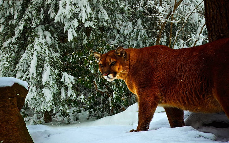 Winter Hunt, snow, forest, winter, mountain lion, animals, HD wallpaper