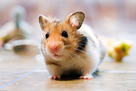 cricetinae, hamster, hewan peliharaan, hewan pengerat, Wallpaper HD HD wallpaper