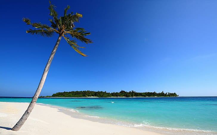 Малдивски плаж фонови изображения, кокосова палма, плажове, фон, плаж, изображения, малдивски, HD тапет