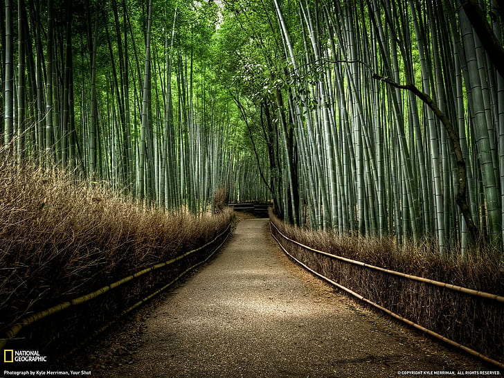 las, ścieżka, solice, National Geographic, bambus, Tapety HD
