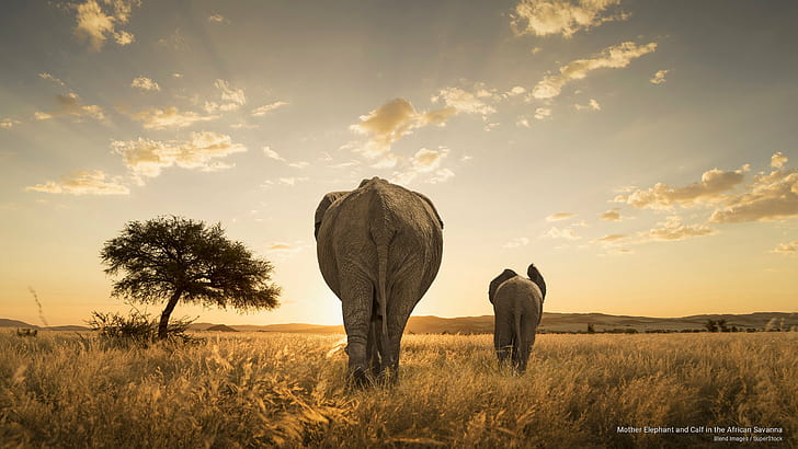 Майка слон и теле в африканската савана, животни, HD тапет
