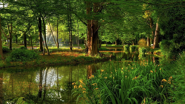 自然、水、緑、木立、湿地、木、バイユー、沼地、反射、河岸地帯、植生、 HDデスクトップの壁紙